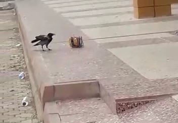 Cips hırsızı karga kameralara yakalandı