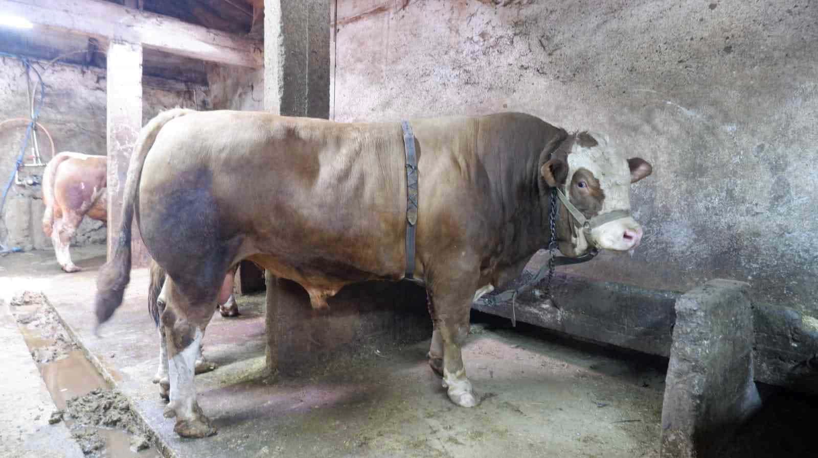 1 ton 200 kiloluk tosun 400 bin liraya satıldı