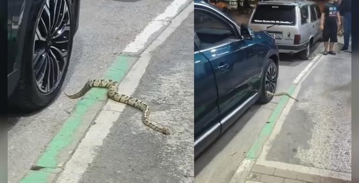 Bursa’da otomobilin jantından yılan çıktı