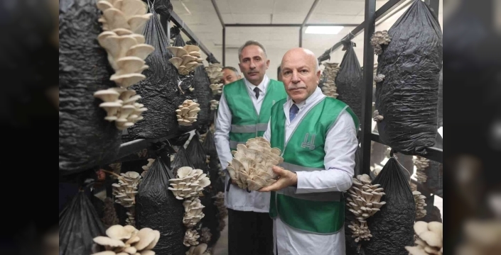 Erzurum Büyükşehir Belediyesi istiridye mantarı üretimine öncülük yaptı