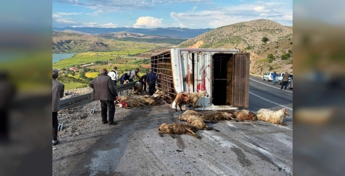 Canlı hayvan taşıyan kamyon kaza yaptı, koyunlar telef oldu